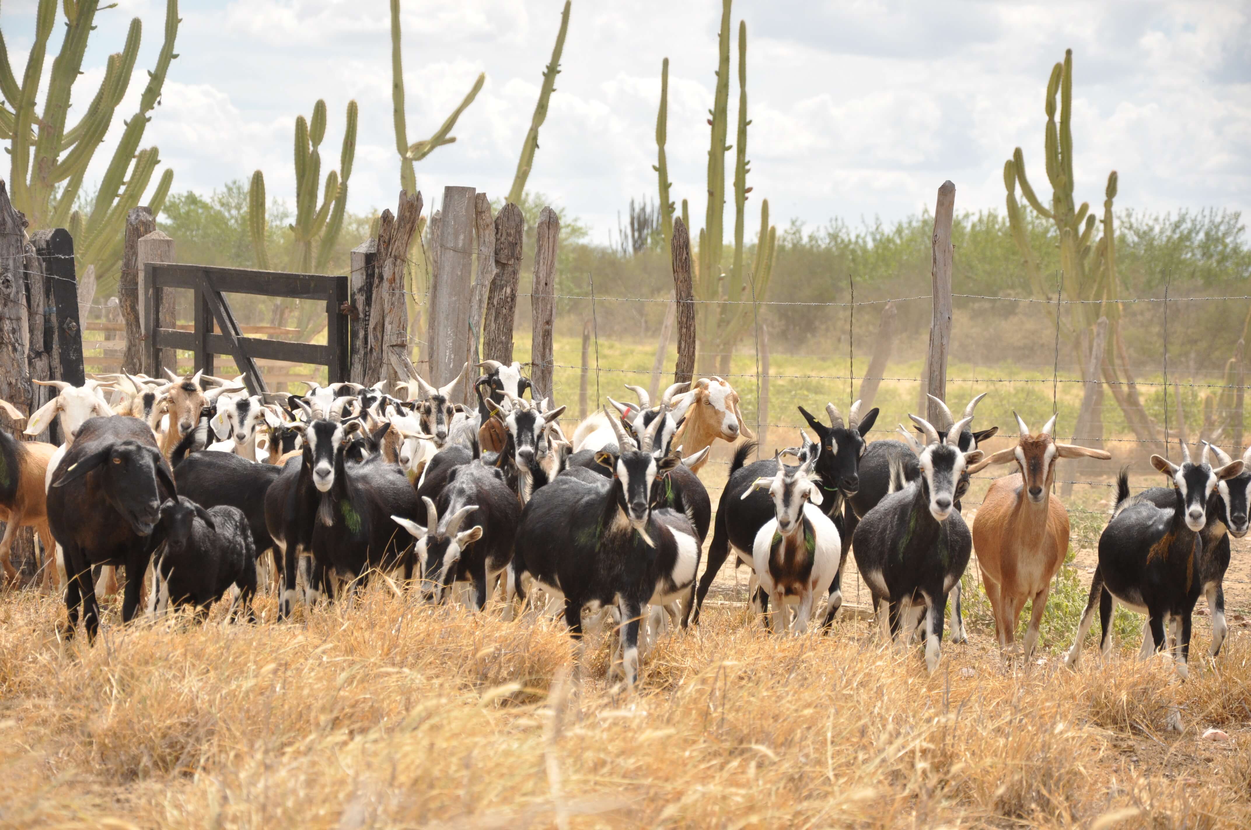 Read more about the article Morte de cabras e ovelhas intriga criadores no sertão de Pernambuco