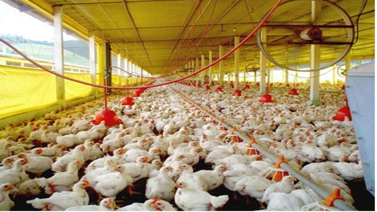 Read more about the article Mais uma semana de estabilidade do preço do frango nas granjas