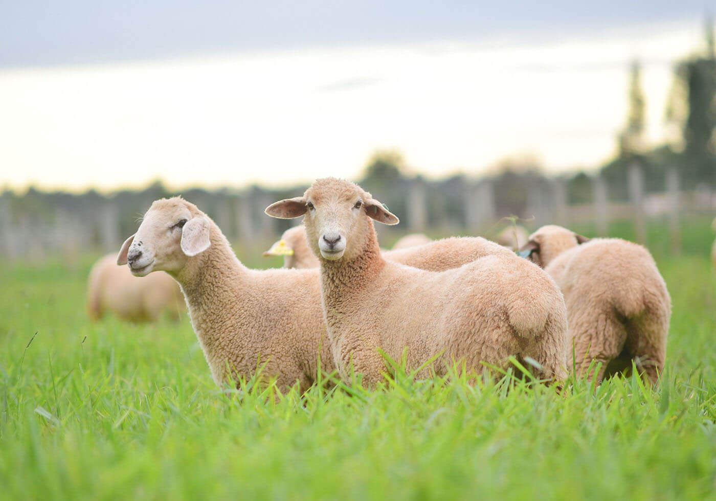 You are currently viewing Manejo de ovinos aumenta o número de partos duplos em 70%
