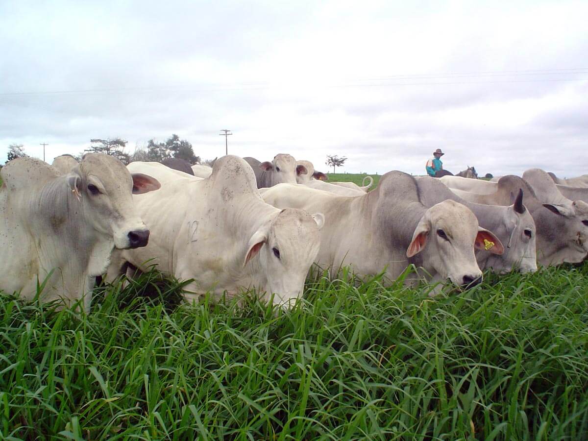 Read more about the article Bem-estar animal: melhorando a vida do produtor e do gado