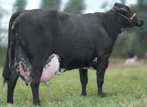 Read more about the article Como tratar vacas leiteiras durante o período de transição