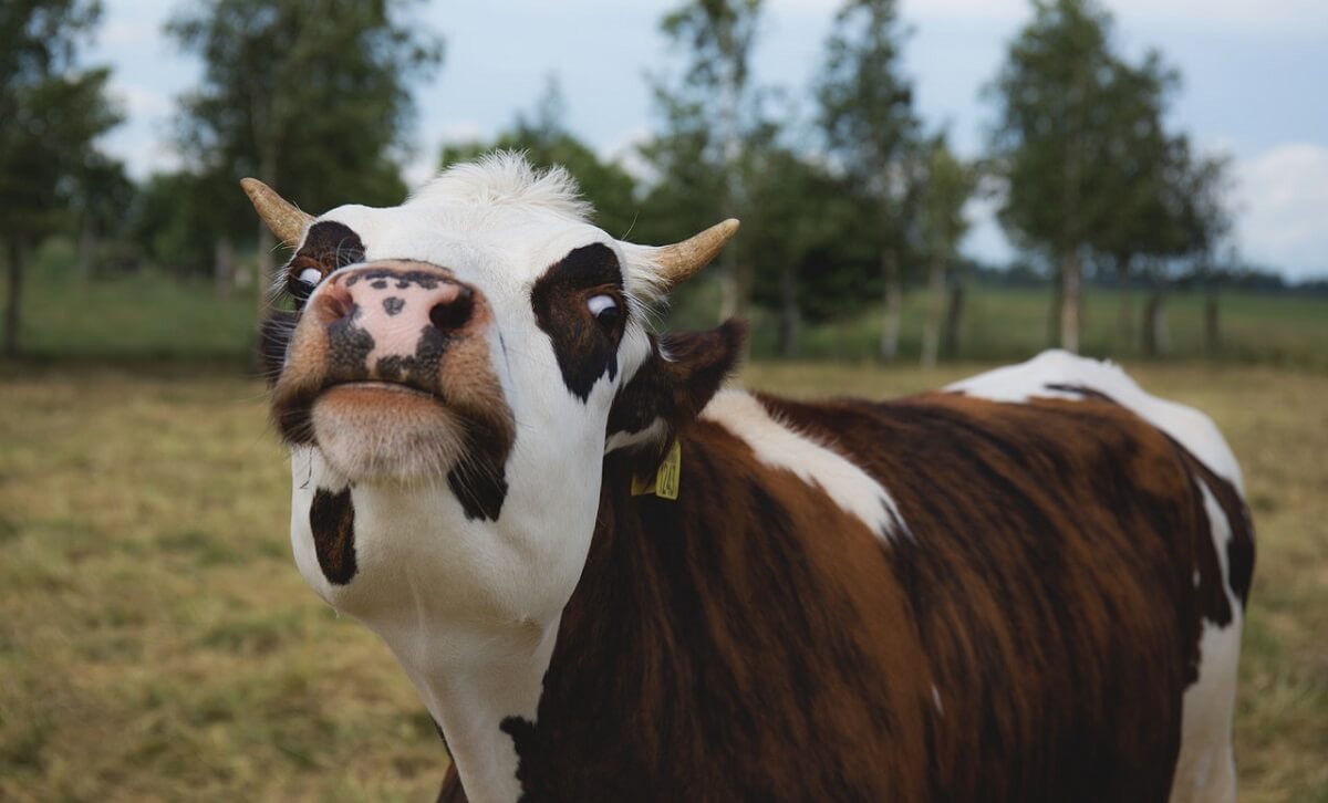 Read more about the article Sete curiosidades pouco conhecidas sobre as vacas