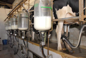 Read more about the article URGENTE: Novas regras para produção de leite entram em vigor em todo o país